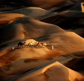 Tribesmen Leads His Camels Through Desert