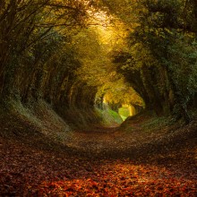 Tunnel of Trees, Halnaker, England