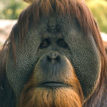 An Orangutan Stares Out At The Visitors Of The San Diego Zoo