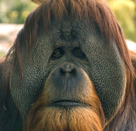 An Orangutan Stares Out At The Visitors Of The San Diego Zoo