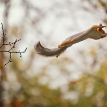 “I Believe I Can Fly” Squirrel