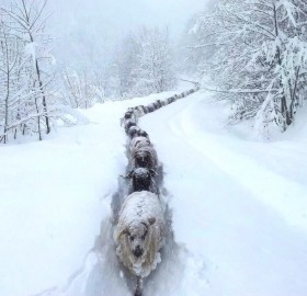 Sheep Snow Trail