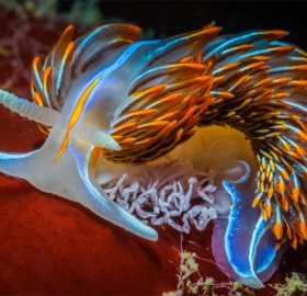 The Nudibranch, A Naked Gill Sea Slug