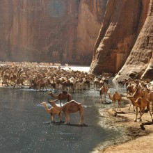Where Camels Go To Drink, Northern Chad