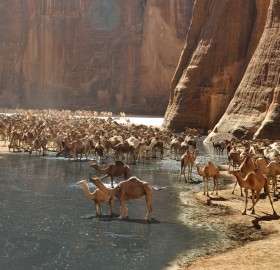 Where Camels Go To Drink, Northern Chad
