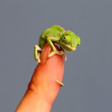 Adorable Tiny Chameleon