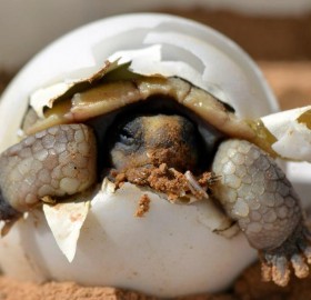 Baby Desert Tortoise Hatching From Its Egg