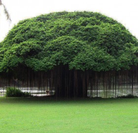 Banyan Tree, Thailand