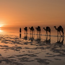 Camels On A Salt Lake, North Africa