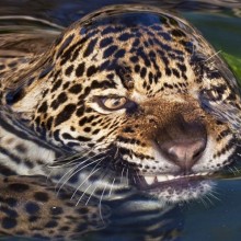 Leopard’s Surface Tension