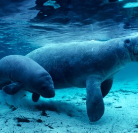 Manatee Mother With Baby, Florida