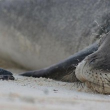 Monk Seal And A Baby Turtle