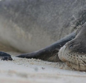 Monk Seal And A Baby Turtle