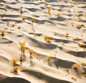 Sand Desert With Yellow Trees, China