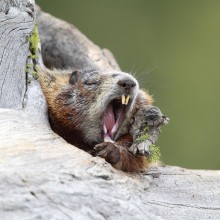 Yawning Marmot
