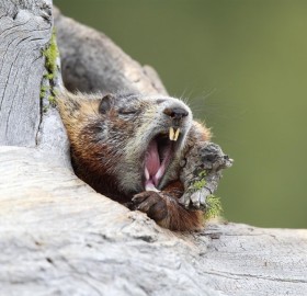 Yawning Marmot