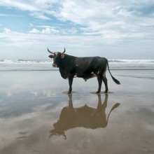 Bull On A Beach, South Africa