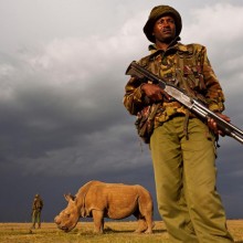 Last Remaining Northern White Rhino Male Being Guarded, Sudan