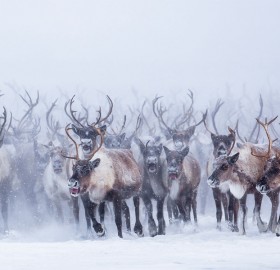 Mass Migration of Reindeer Herd, Canada