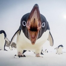 Penguins Can Be Scary Too