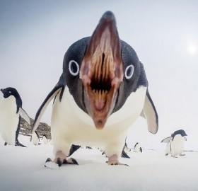 Penguins Can Be Scary Too