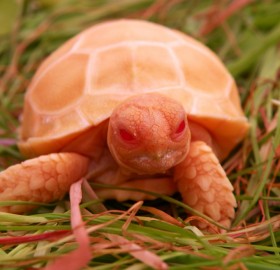 Rare Albino Sulcata Turtle