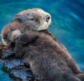 Sea Otter Babies Sleep On Their Mother