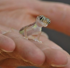 Small Israeli Dune Gecko