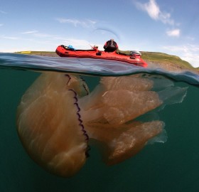 Giant Barrel Jellyfish, England