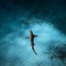 Lemon Shark Swims Below Photographer, Bahamas