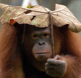 Orangutan Using Leaf As Umbrella
