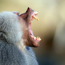 Baboon Yawn, Munich Zoo