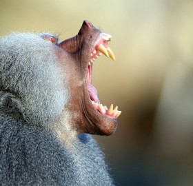 Baboon Yawn, Munich Zoo