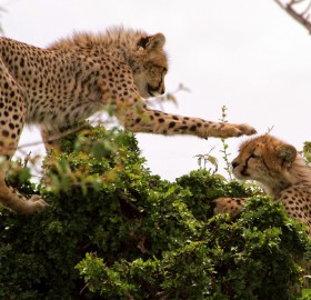 Cheetahs Play On The Tree, East Africa