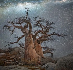 Old Tree At Night, Botswana