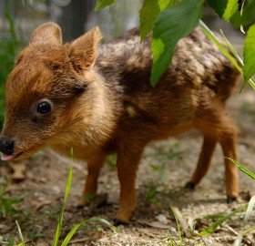 One Month Old Pudu, The World’s Smallest Deer