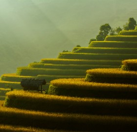Rice Field Terraces, Vietnam