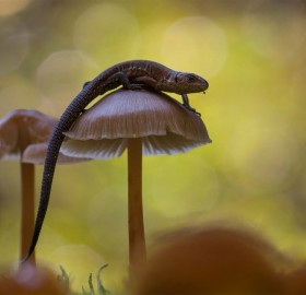 Viviparous Lizard Climbing On The Mushroom