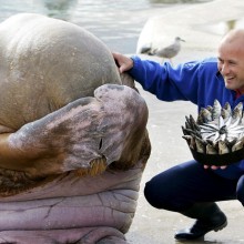 Birthday Surprise For Adorable Walrus