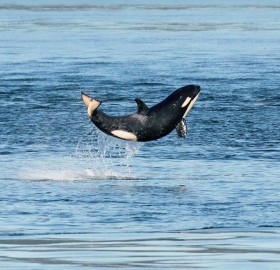 Happy Baby Killer Whale Breaches The Surface