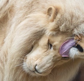 Love Couple 10-Year-Old South African Lions