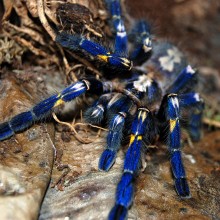 Rare Blue Gooty Tarantula