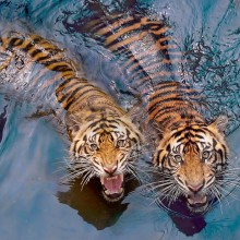 Couple Tigers Swimming