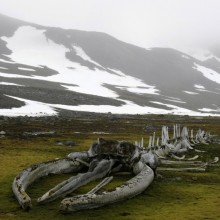 Whale Fossil Found In Antarctica
