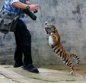 Baby Tiger Don’t Like Photographers