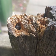 Bee Living In Fence Post