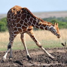 Giraffe Sneezes On Bird