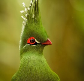 The Bird With Majestic “Hair Style”