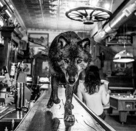 Wolf Walks On A Bar In Montana