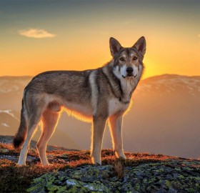 Wolfdog In The Mountains, Norway